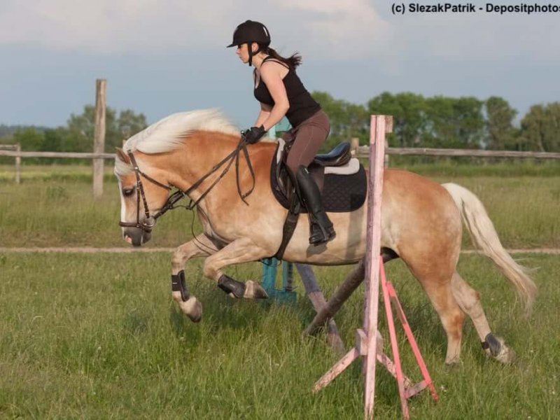Haflinger-springt-hindernis
