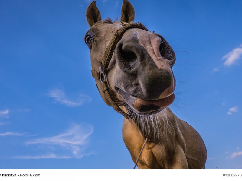 Portrait eines Hannoveraner