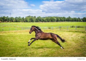 Dunkelbrauner Hannoveraner im Sprung auf einer Wiese