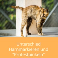 Harnmarkieren-katzen
