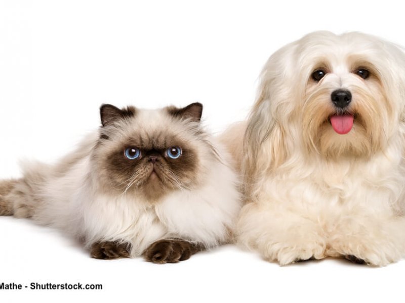 Havaneser und Perserkatze