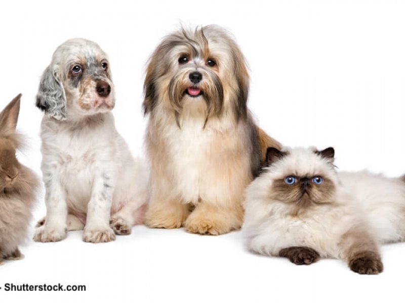 Kaninchen, Pudelwelpe, Havaneser, Perserkatze