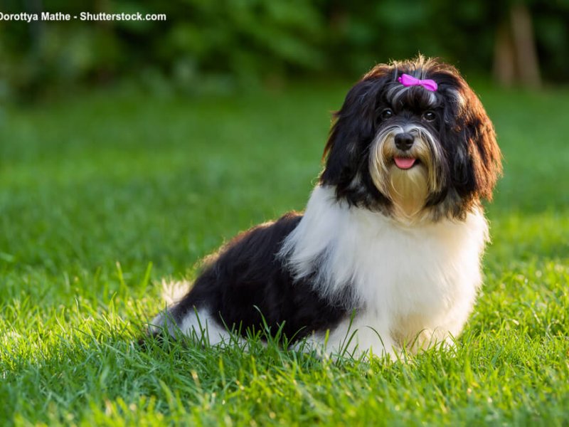 Havaneser Steckbrief