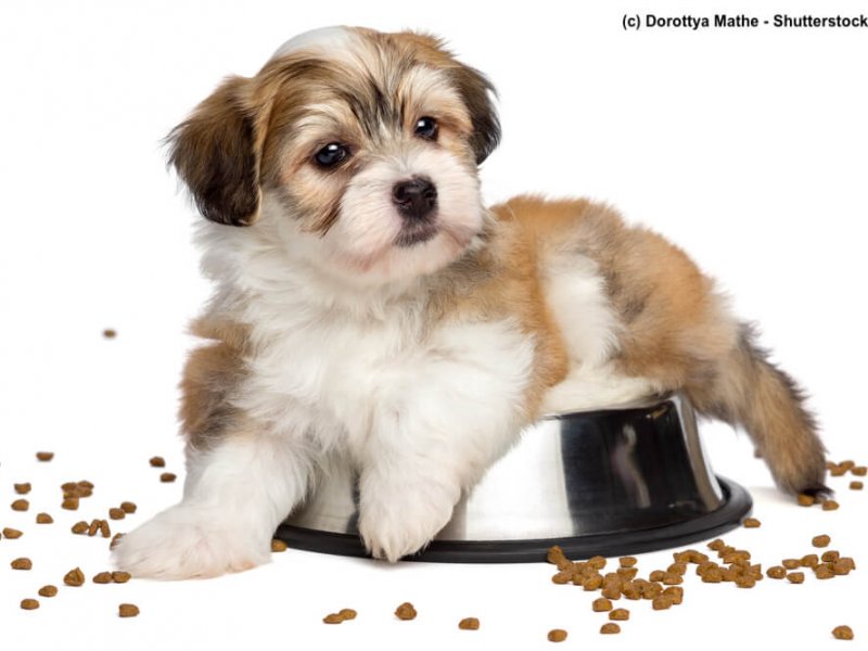 Havaneser Welpe im Fressnapf