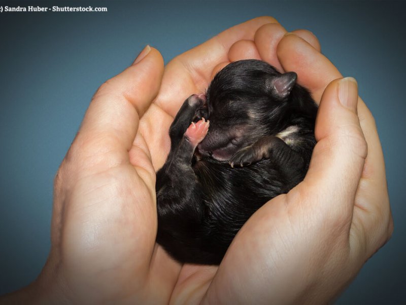Neugeborener Havaneser in zwei Händen