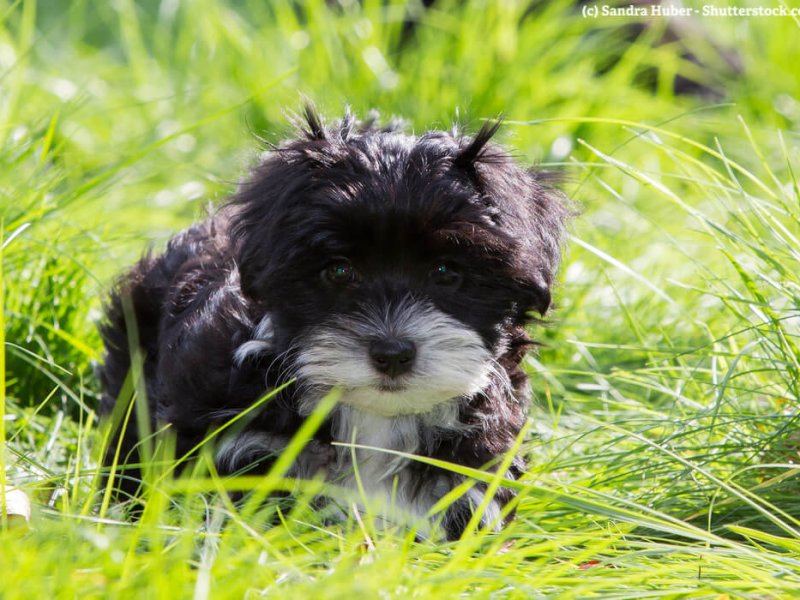 Schwarzer Havaneser Welpe in einer grünen Wiese