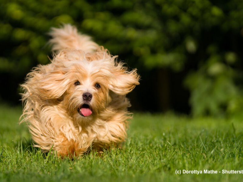 Havaneser im Lauf auf einer Wiese
