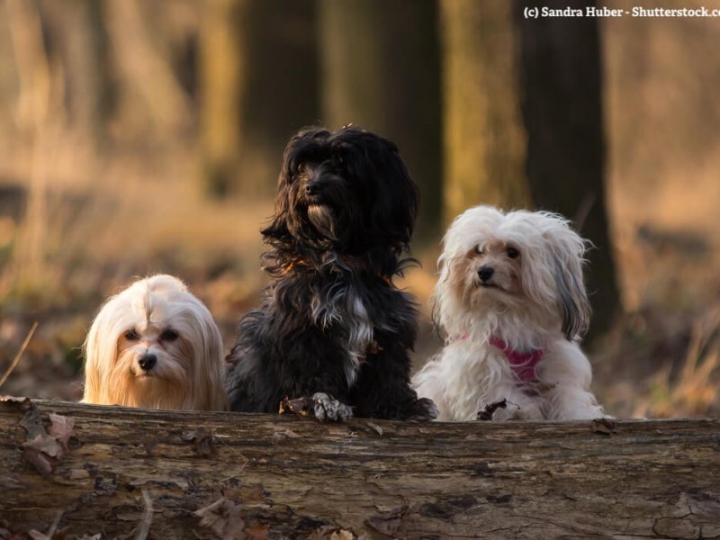 Drei neugierige Havaneser hinter einem Baumstamm im Wald