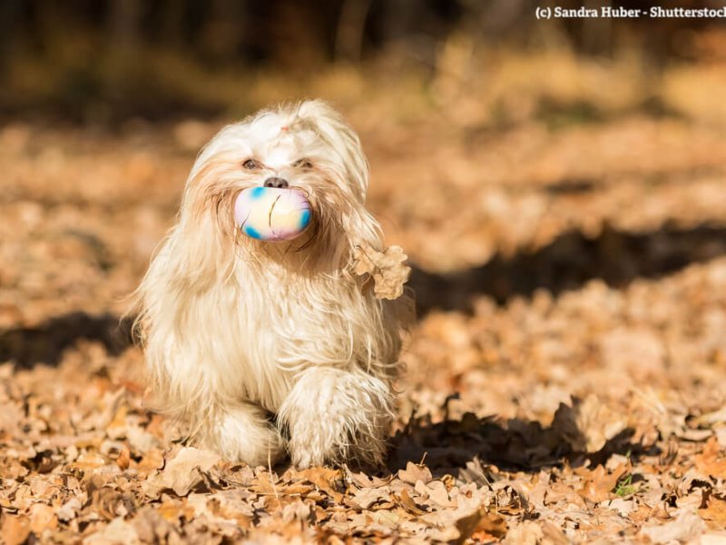 Havaneser spielt Ball im Herbstlaub