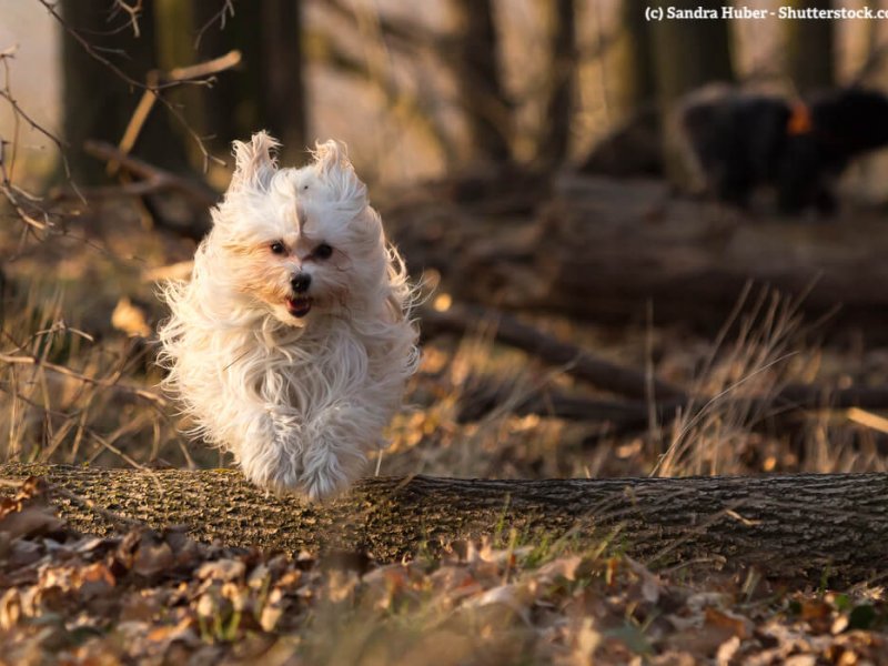 Weißer Havaneser im Wald