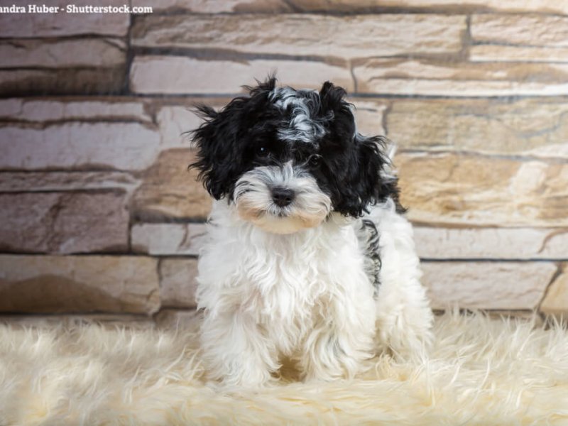 Weiß Schwarzer Havaneser