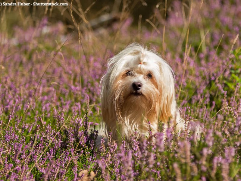 Havaneser liegt zwischen Heide