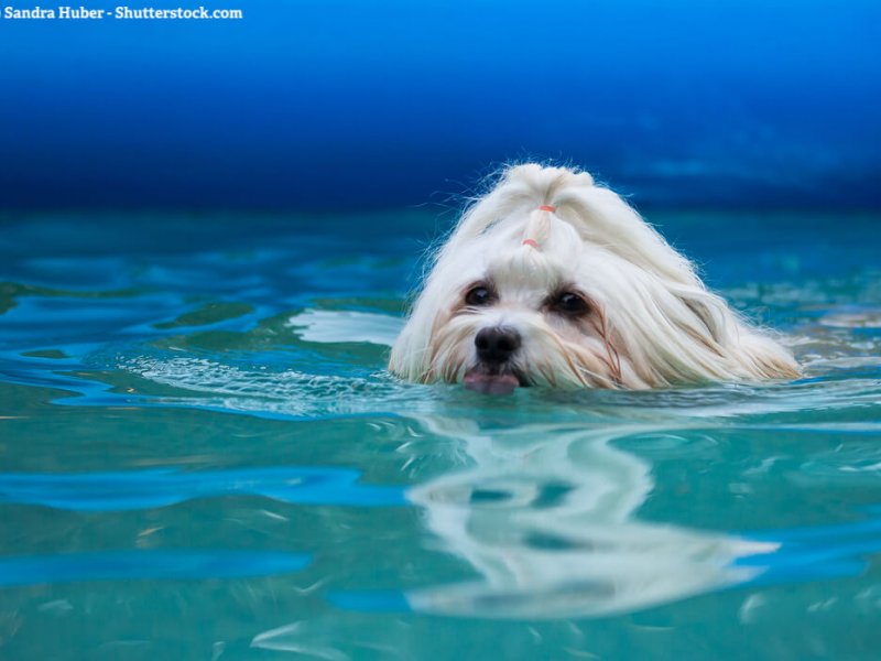 Weisser Havaneser schwimmt im Wasser