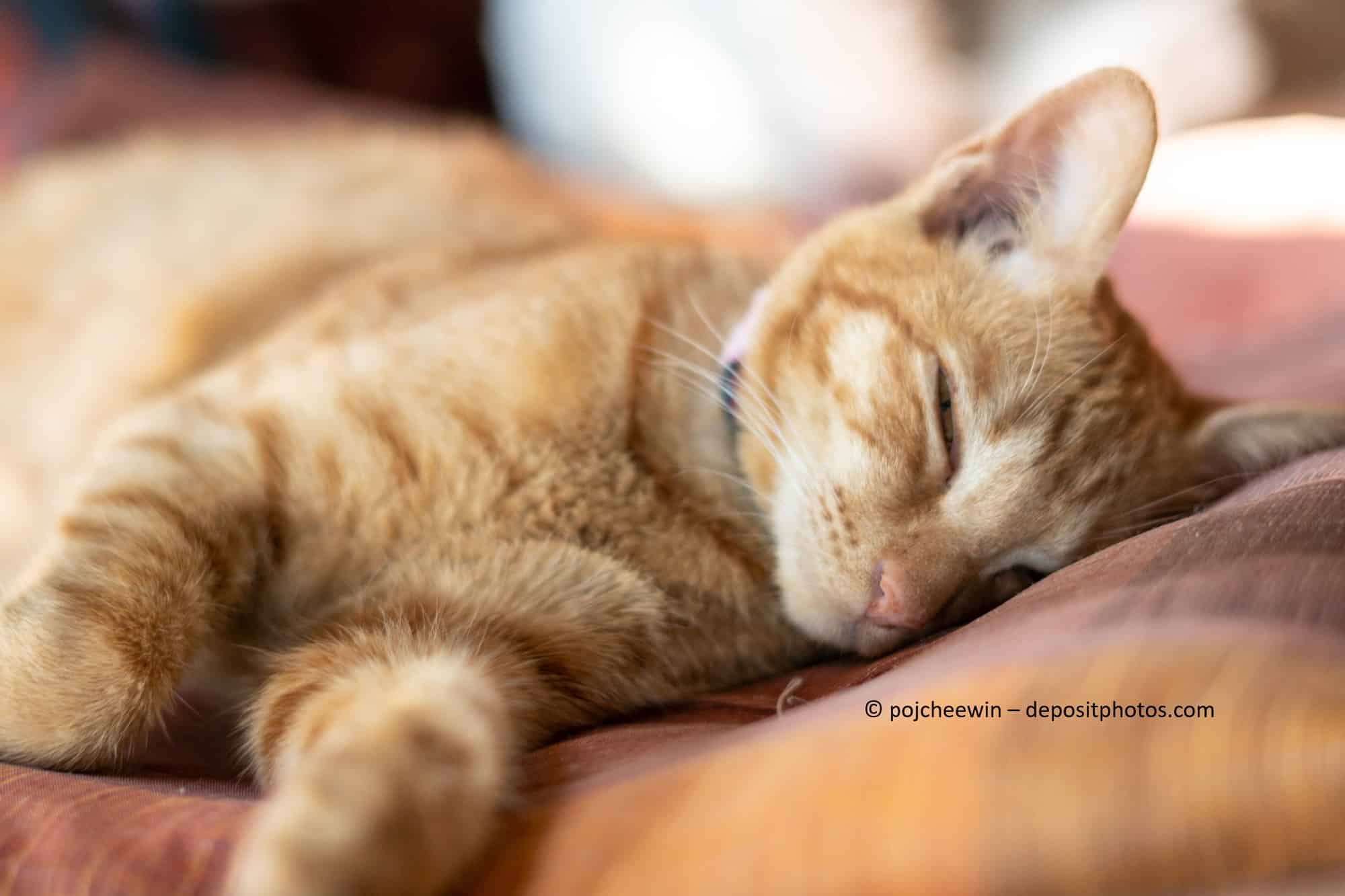 Eine rote Katze liegt auf einer Decke