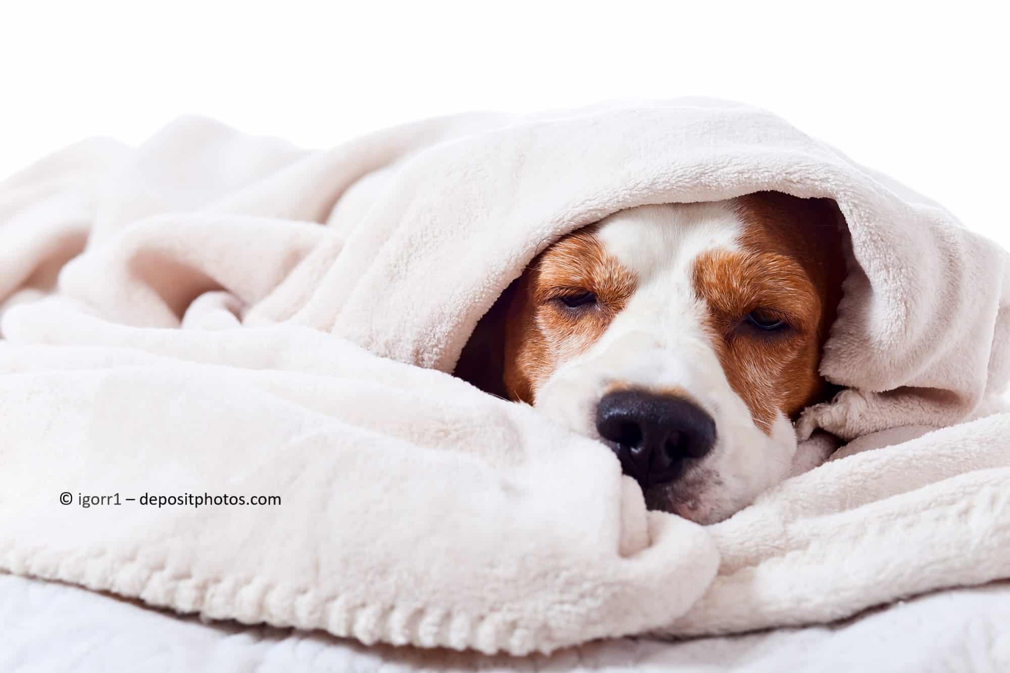 Ein Hund liegt unter einer dicken Decke.