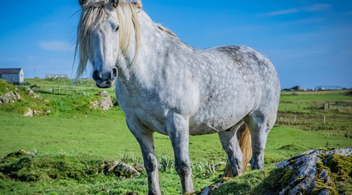 Highland-Pony