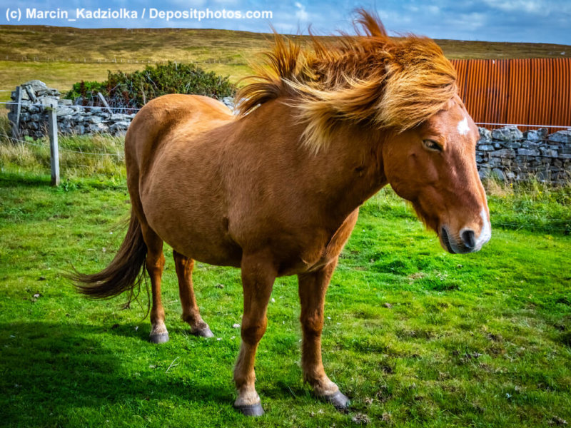 Highland Ponys gibt es in vielen verschiedenen Farben