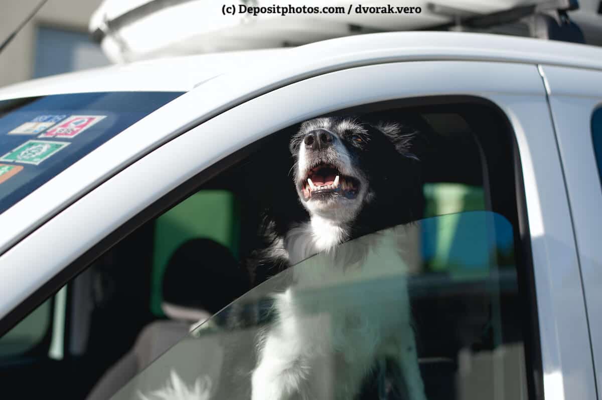 Hund steckt seinen Kopf aus einem leicht geöffneten Autofenster und hechelt