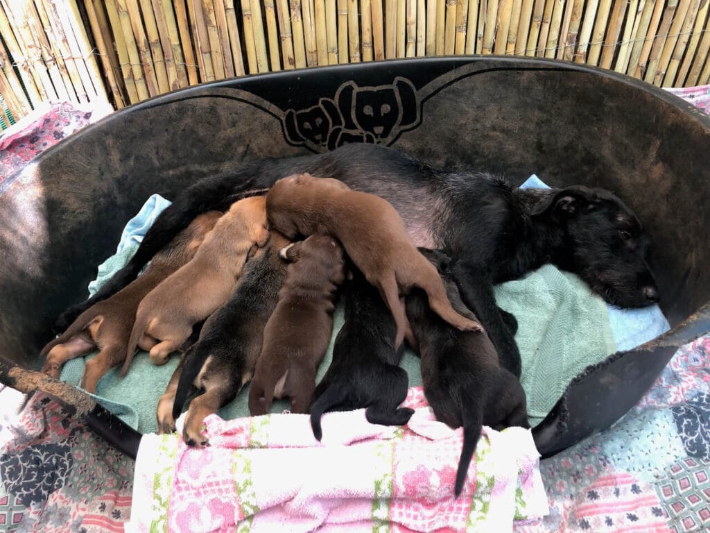 Eine Mutter liegt auf der Seite in einem Körbchen und säugt ihre 7 Welpen.