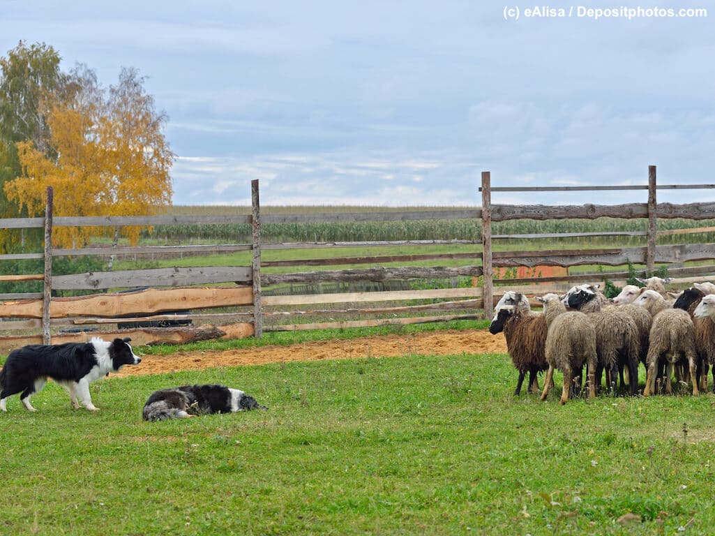 Zwei Border Collies hüten Schafe auf eingezäunter Wiese.