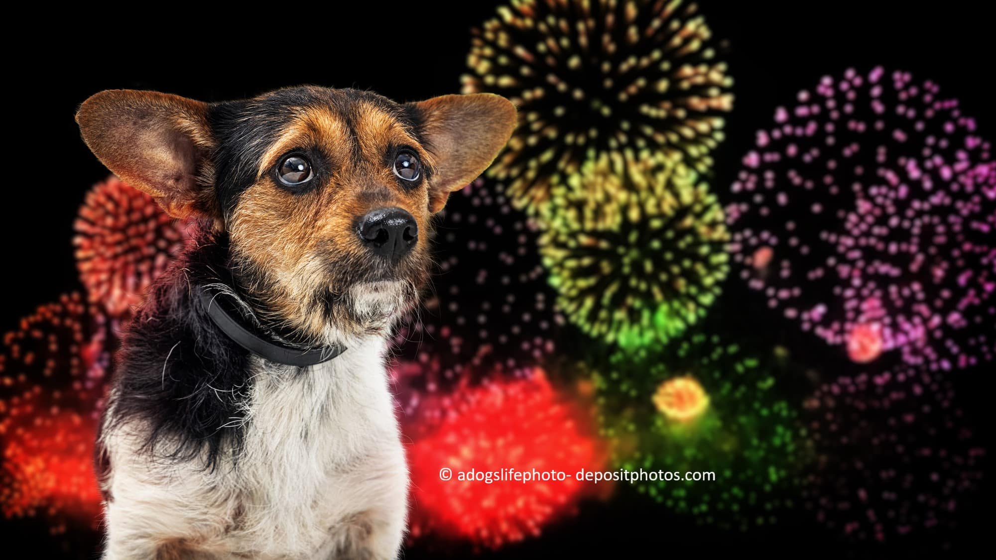 Hund schaut besorgt zu einem Feuerwerk am HImmel