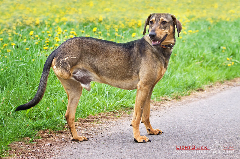 Leben mit behinderten Hunden