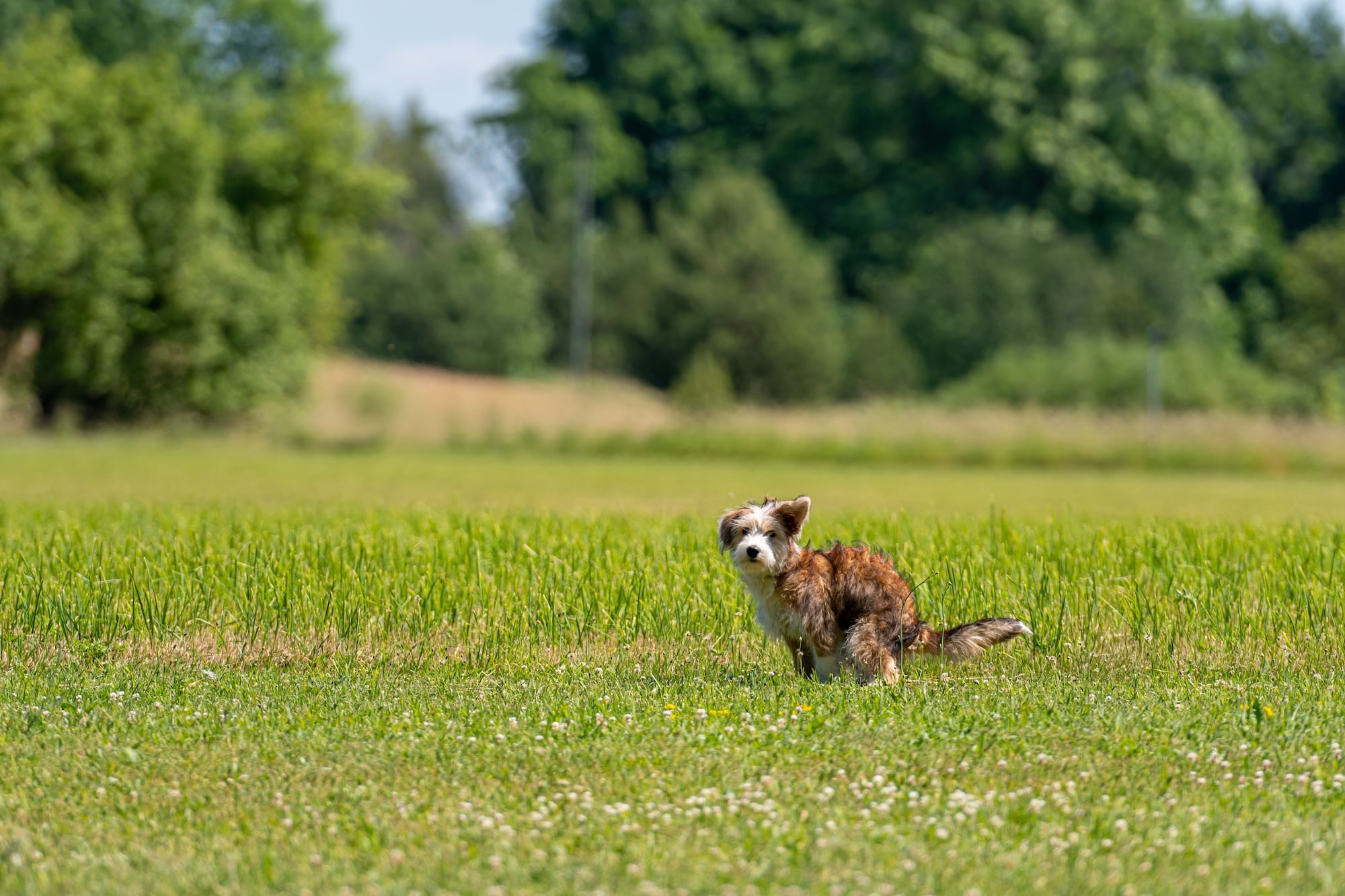 Ein Mischling macht seinen Hundehaufen auf eine Wiese.Beschriftung lautet: Durchfall bei deinem Hund kann viele verschiedene Ursachen haben.