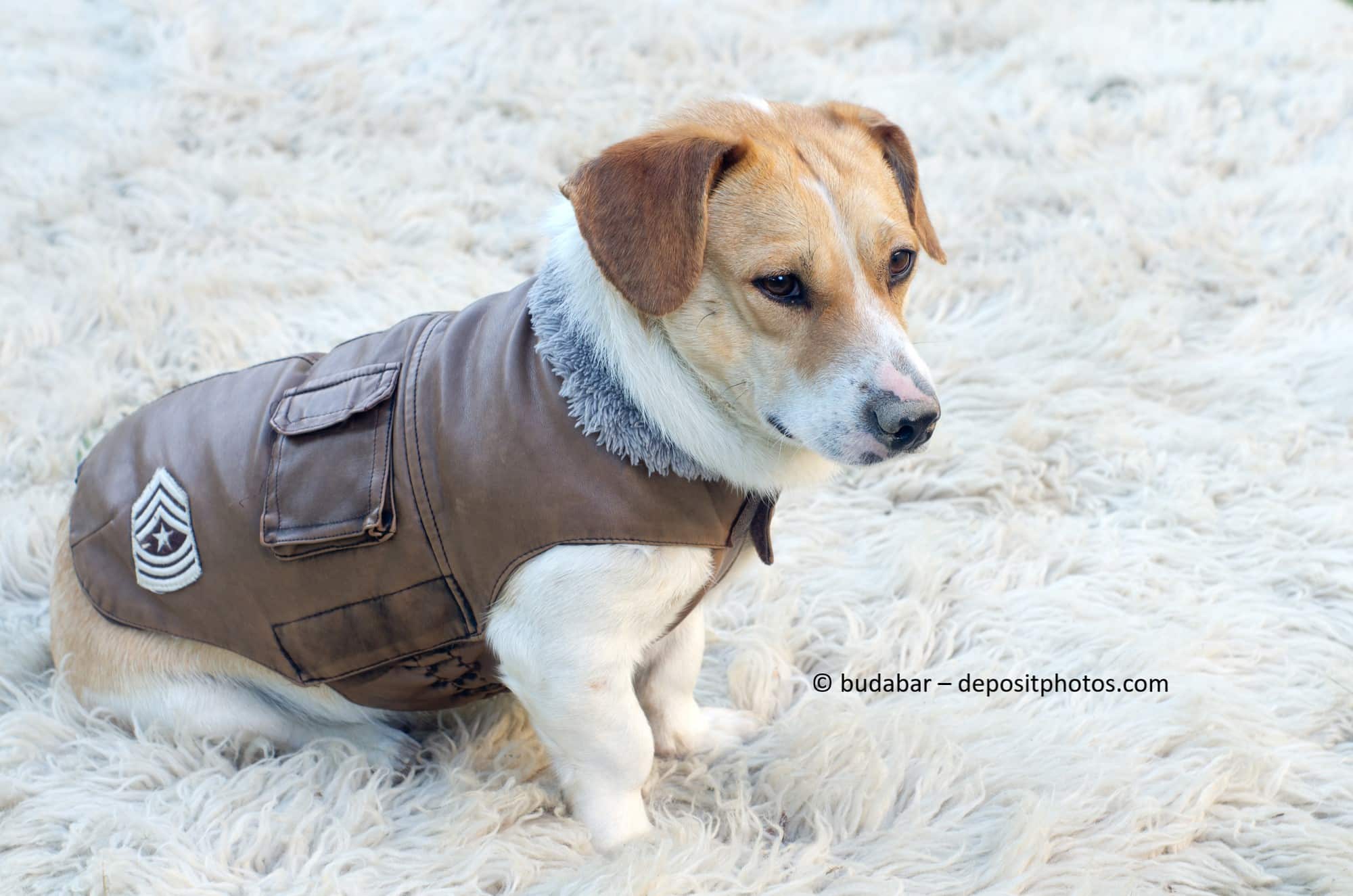 Ein kleiner Hund trägt eine braune Hundejacke.