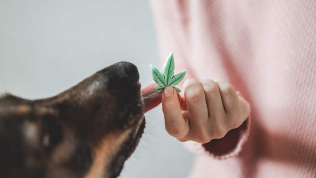 Hundekopf frisst Leckerchen in Cannabis-Form aus einer Frauenhand. Beschriftung lautet: Achte darauf, dass im CBD-Öl für deinen Hund kein THC enthalten ist.