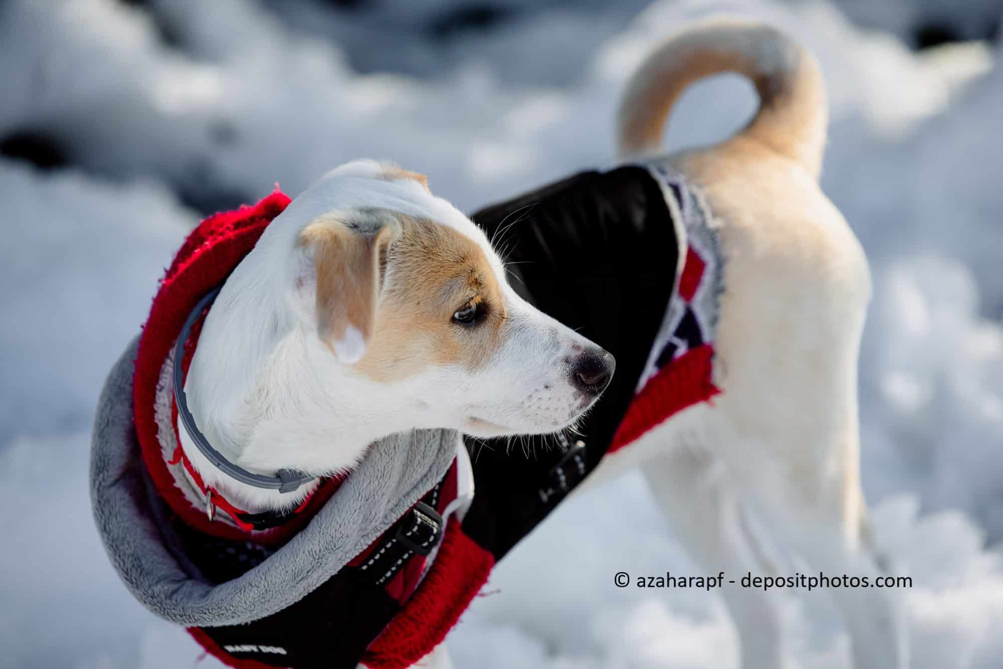 Ein weißer Terrier trägt einen flauschigen Hundemantel.