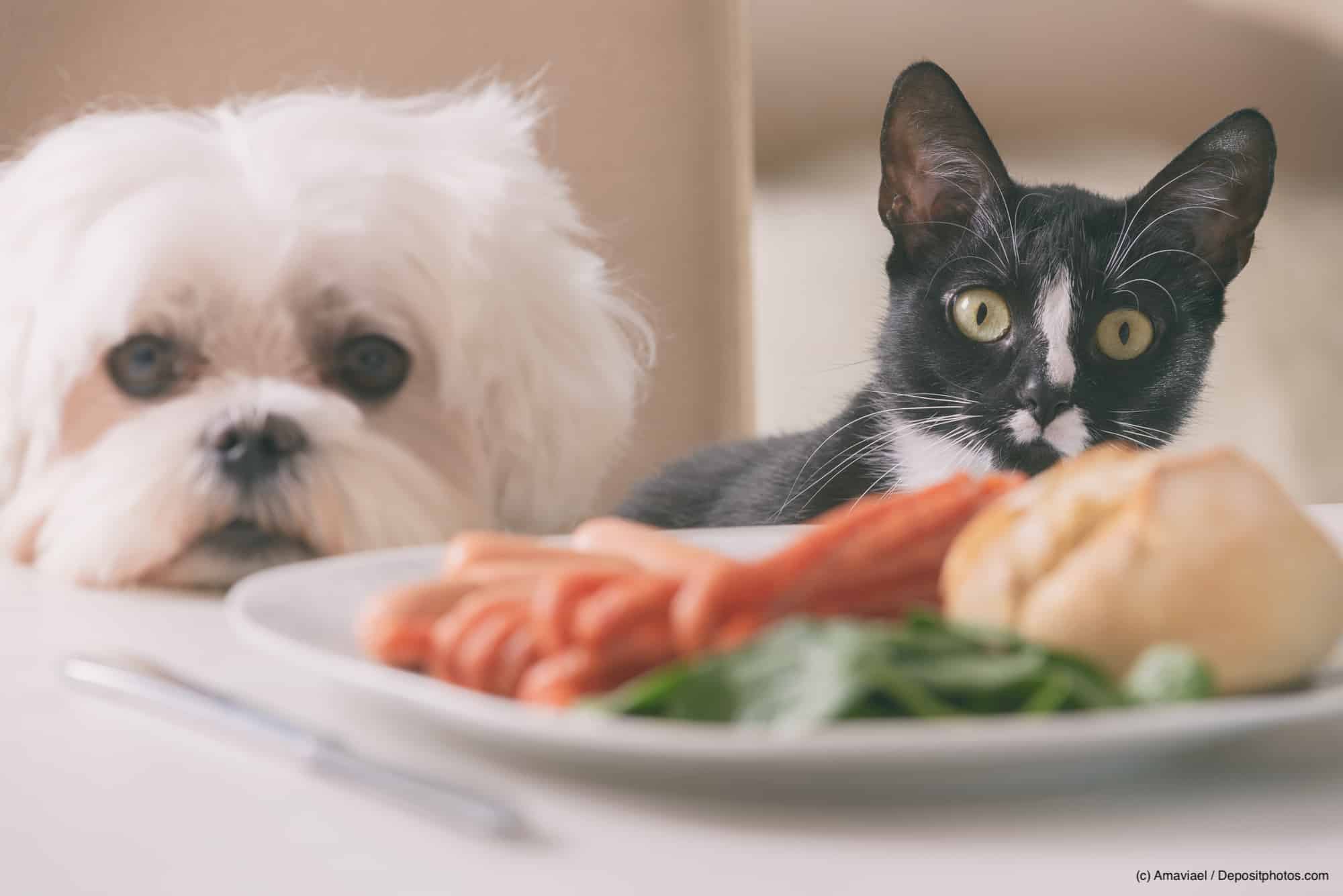 Ist vegetarisches Hundefutter nachhaltig und sinnvoll?