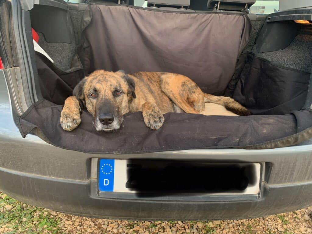 Hund liegt entspannt in einem Auto mit den Pfoten und dem Kopf auf der Karosserie. Beschriftung lautet: Manche Hunde fühlen sich im Auto sicher und lassen sich dort besser behandeln als in der Praxis.