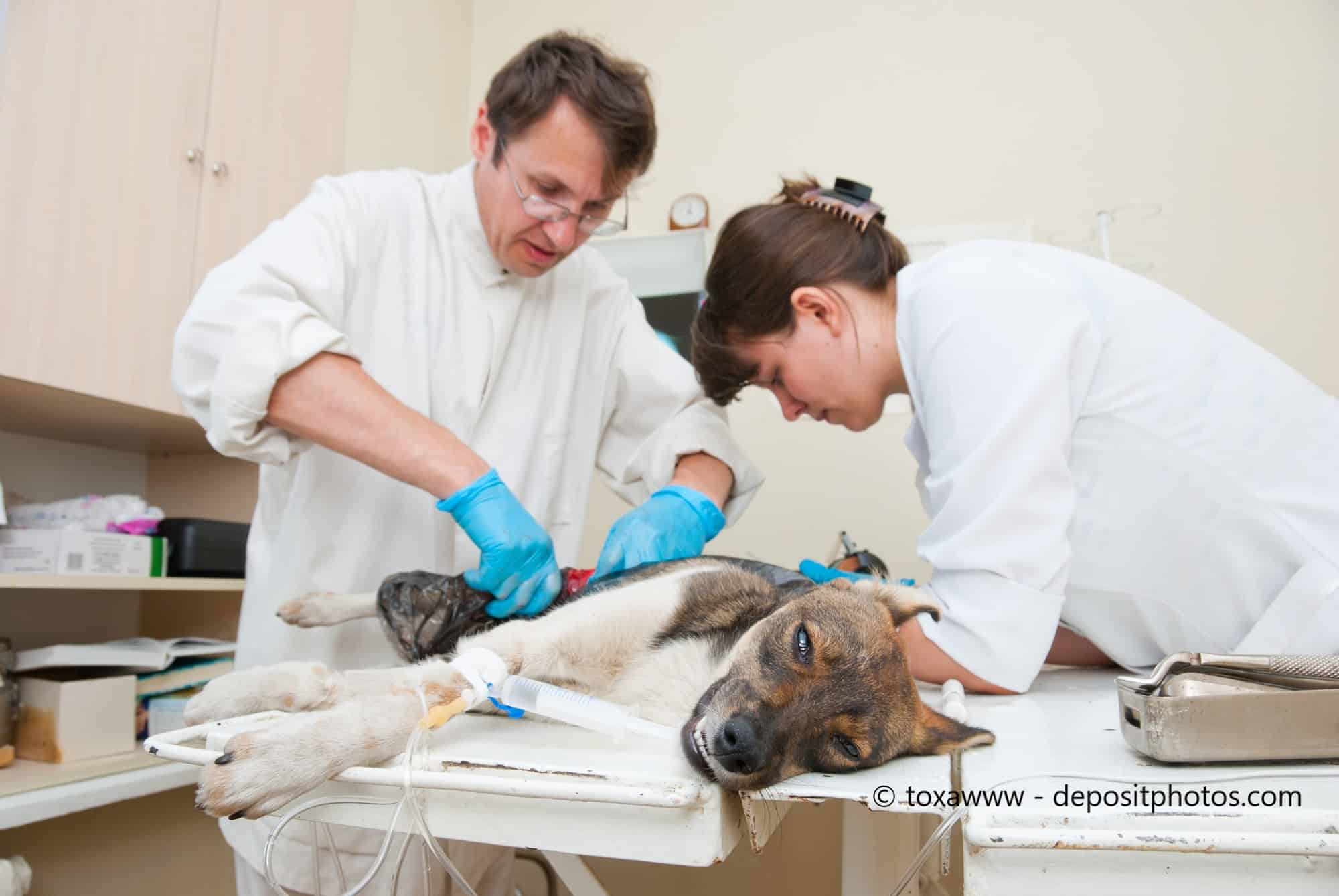 Hund wird operiert und liegt auf dem Operationstisch