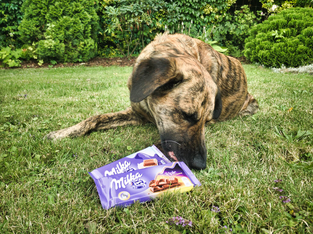 Ein Hund liegt auf einer Wiese und knabbert an zwei verpackt vor ihm liegenden Tafeln Schokolade