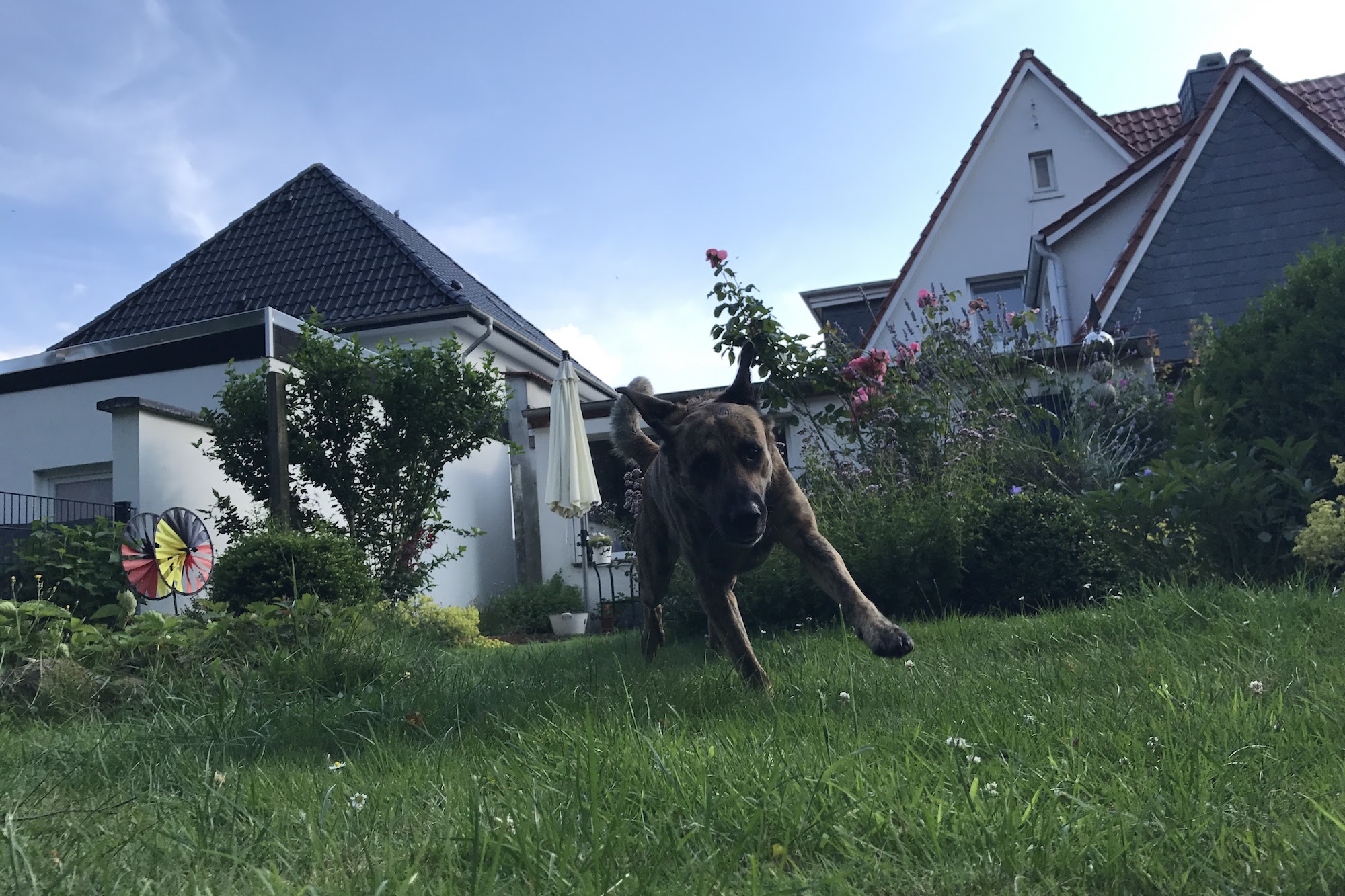 Ein Hund rennt auf den Fotografen zu auf einer Wiese hinter einem Haus. Beschriftung lautet: Einen tierfreundlichen Garten einzurichten, in dem sich nicht nur Hund und Katze wohlfühlen, ist nicht schwer.