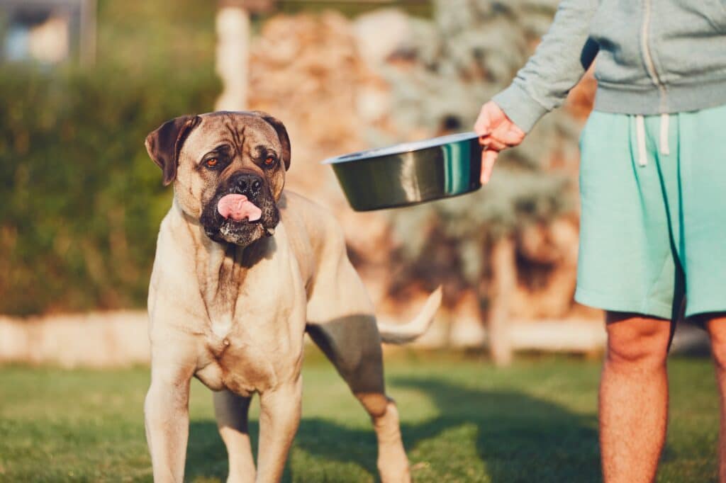 Was du deinem Hund fütterst, bestimmt auch sein Geschmack.