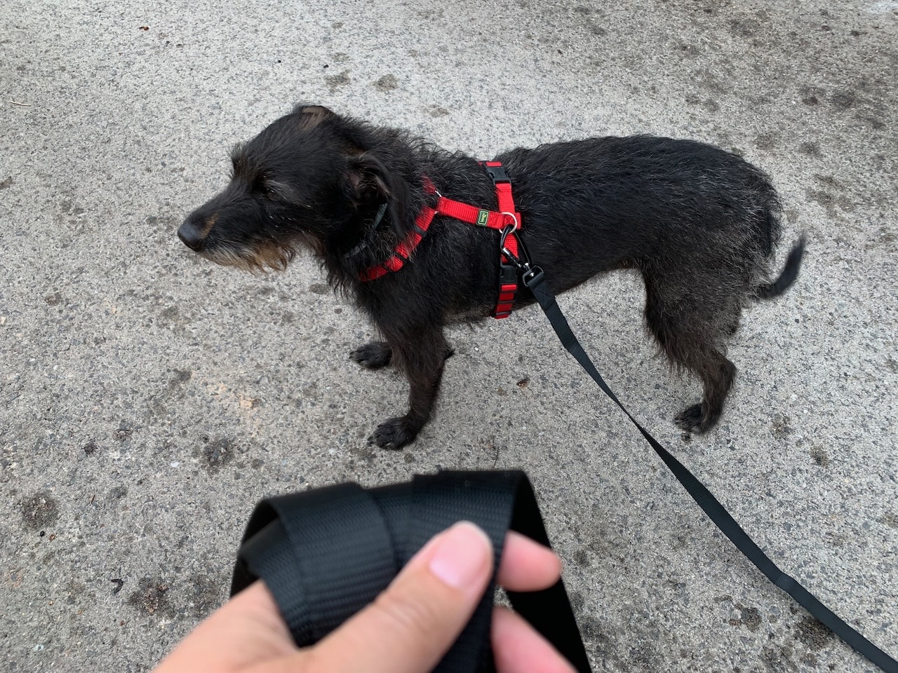 Schleppleine mit Handschlaufe von Hund ist König im Test