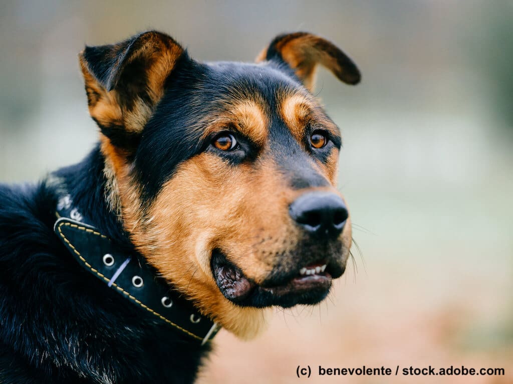 Portrait eines großen sehr aufmerksam schauenden Hundes mit leicht geöffnetem Fang