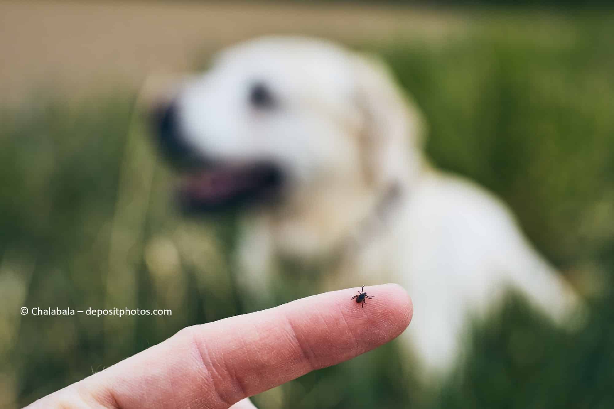 Welche Krankheiten übertragen Zecken