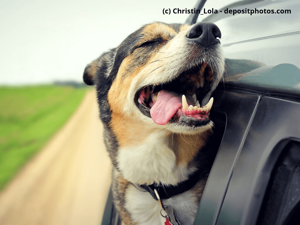 Hund streckt Kopf aus dem Autofenster