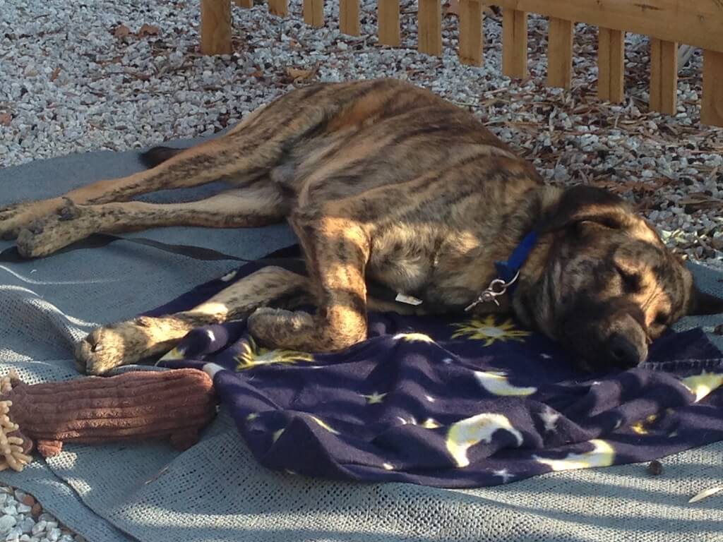 Ein Hund liegt auf der Seite halb auf einer Hundedecke vor einem Zaun