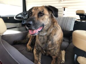 Testhund Chief mit der Hundekamera Furbo