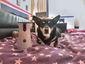 Testhündin Milla mit der Hundekamera Furbo