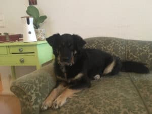 Testhündin Sirka mit der Hundekamera "Furbo"