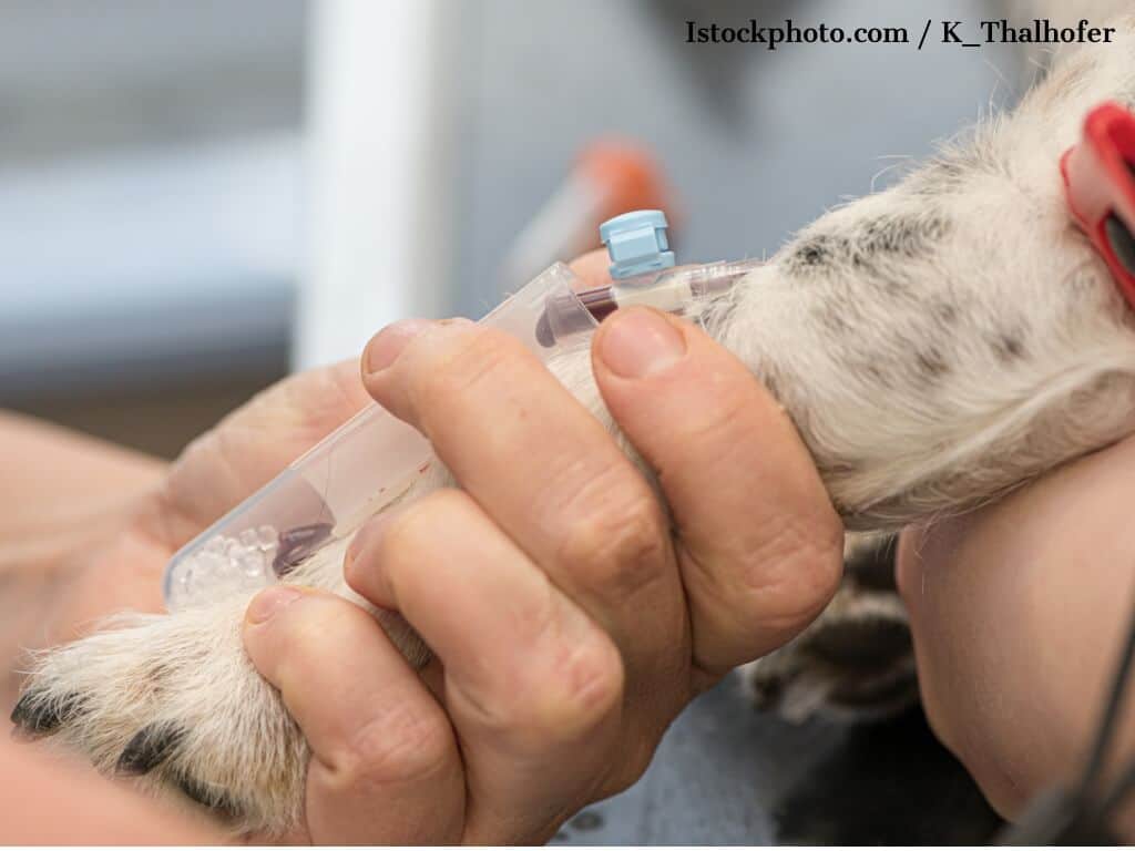 Hund beim Tierarzt Blutabnahme an der Vorderpfote