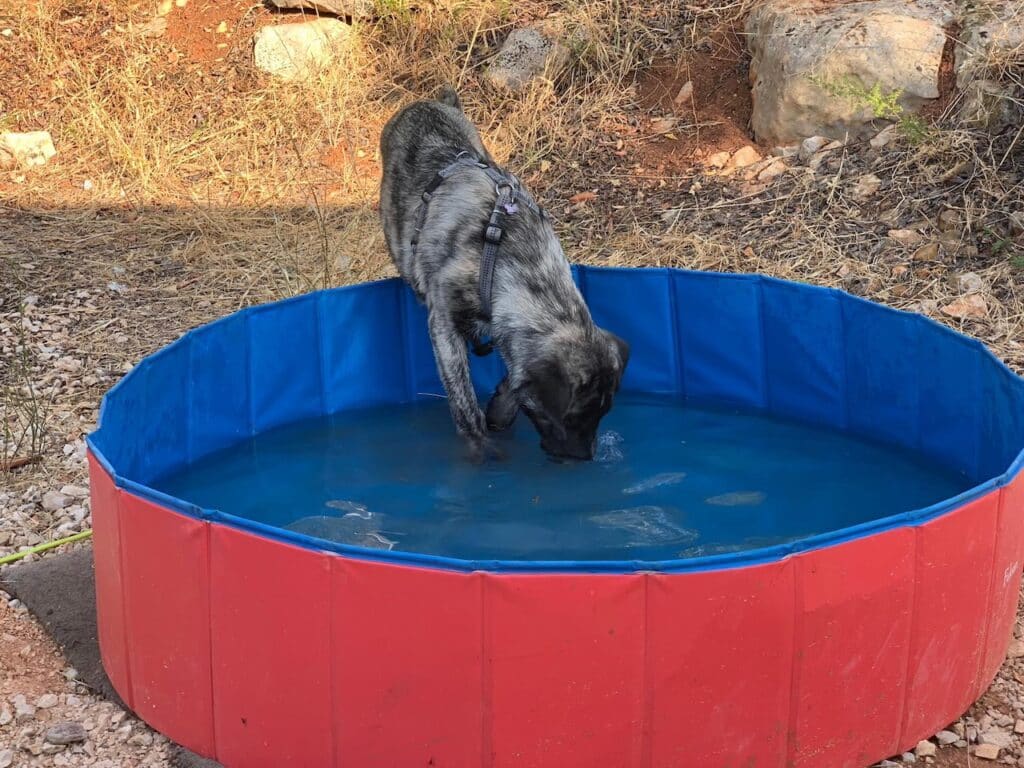 Im Sommer ist Abkühlung für deinen Welpen wirklich wichtig. Dabei hilft u.A. ein Hundepool.