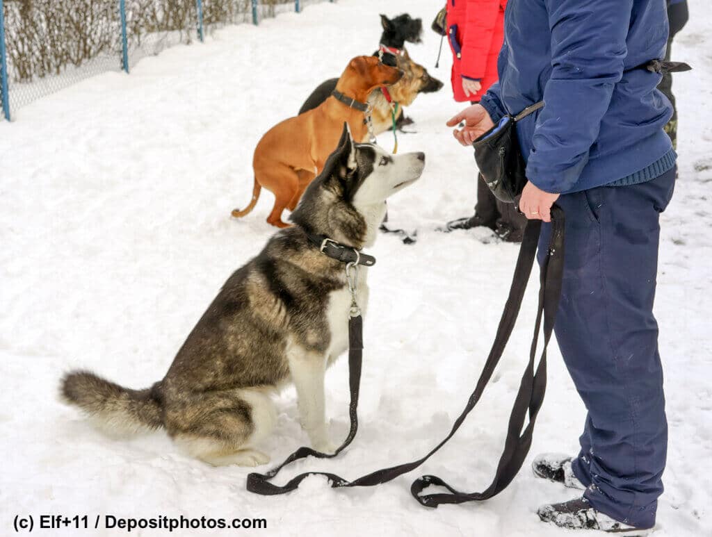 Hunde sitzen in einer Reihe im Schnee vor ihren Herrchen und Frauchen