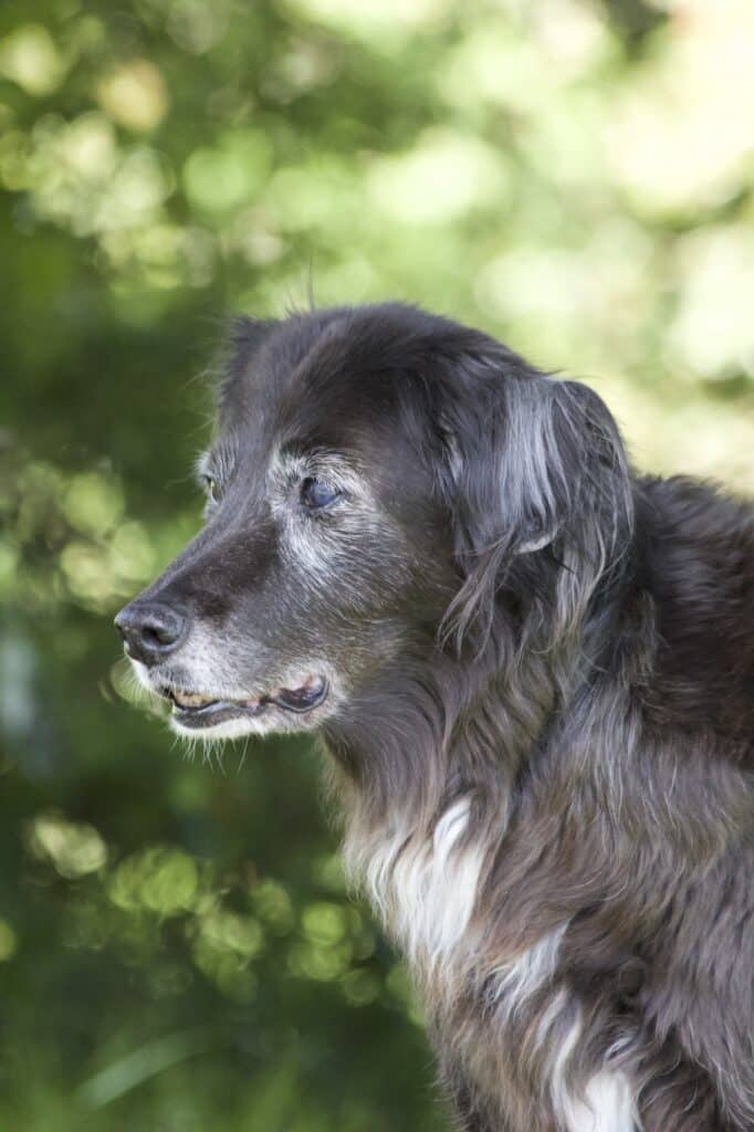 Portrait einer schwarzen Hundeseniorin mit ergrautem Gesicht.