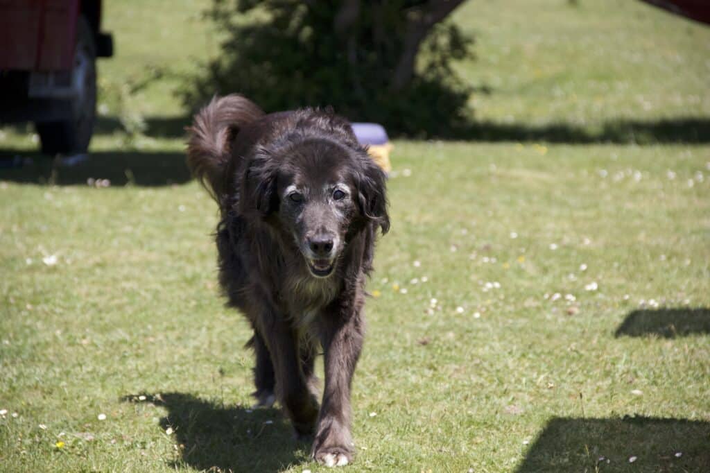 Älterer schwarzer Hund mit graußer Schnauze läuft auf einer grünen Wiese auf den Fotografen zu. Beschriftung lautet: Ältere Hunde können von den Wirkungen des CBD-Öl profitieren.