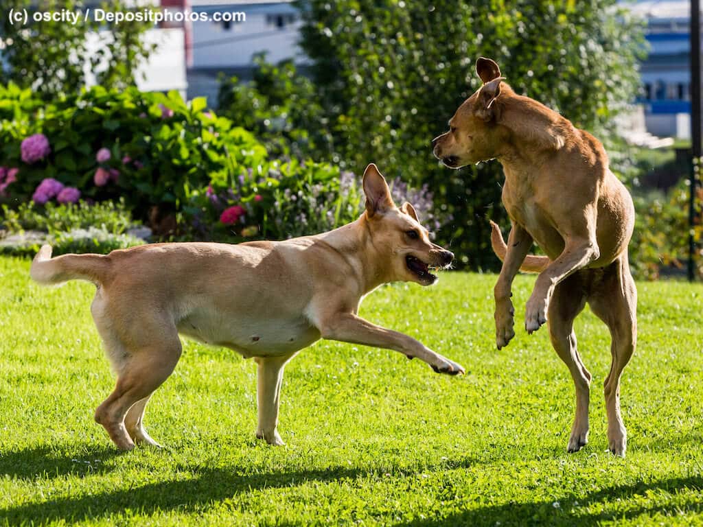 Dominanz ist keine Charaktereigenschaft sondern entsteht in einer bestimmten Situation in innerartlicher Kommunikation über eine Ressource.